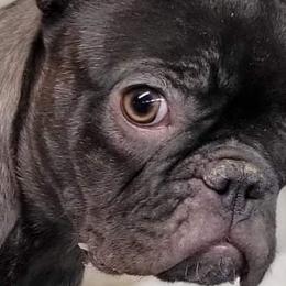 Lady Iris - French Bulldog puppy in Stevensville, Montana from Last Best Frenchies