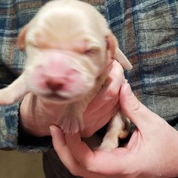 Pick 3 - Golden male Golden Retriever puppy in Sandy, Utah from Golden Meadows of Utah