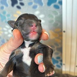 Girl 3 - Tri-color female Bernedoodle puppy in Rising Sun, Indiana from Ruby Lane Doodles