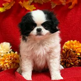 Big Boy - Black and white male Japanese Chin puppy in Tulsa, Oklahoma from Locust Creek Pugs & Japanese Chin's