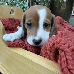 Bingo - Dapple male Dachshund puppy in Chillicothe, Ohio from Brittney's Doxie Den