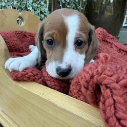 Bingo - Dapple male Dachshund puppy in Chillicothe, Ohio from Brittney's Doxie Den