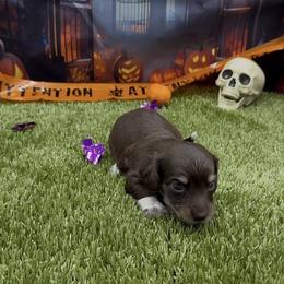Chocolate and Cream Piebale Longhair Female - Chocolate and cream female Dachshund puppy in Killeen, Texas from Southern Dachshunds
