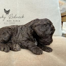 Aussiedoodle and Sarplaninac Puppies from Pesky Redneck Mini Ranch