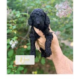 Wren - Silver female Poodle puppy in Detroit Lakes, Minnesota from Pickerel Pups