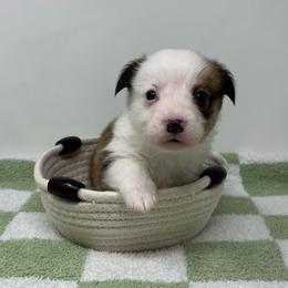 Burr - Red male Pembroke Welsh Corgi puppy in Waco, Texas from The Comma Corgis