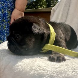 French Bulldog Puppies from Hope Mountain French Bulldogs