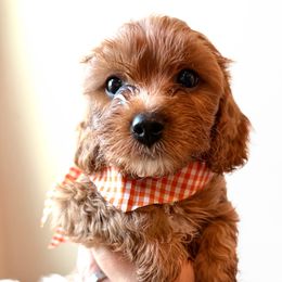 Rusty of Reedy River Doodles - Red male Cavapoo puppy in Greenville, South Carolina from Reedy River Doodles