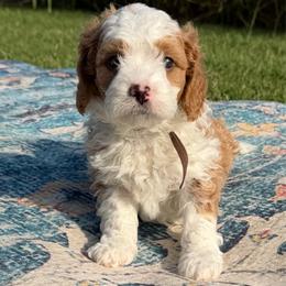 Brown boy - Brown and white male Bernedoodle puppy in Fort Gibson, Oklahoma from Waggle Doodles