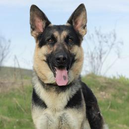German Shepherds from AngelDay Shepherds