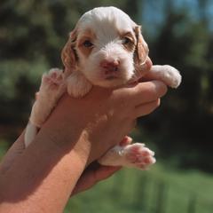 Atlas - Parti male Goldendoodle puppy in Austin, Texas from Cedarcrest Goldendoodles