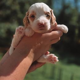 Atlas - Parti male Goldendoodle puppy in Austin, Texas from Cedarcrest Goldendoodles