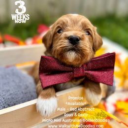 Promise - Red male Double Doodle puppy in Orange, Texas from Walk with Me Doodles