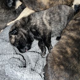 Dutch Shepherd Puppies from Monadnock Dutch Shepherds