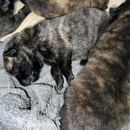 Dutch Shepherd Puppies from Monadnock Dutch Shepherds