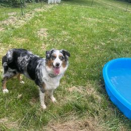 Patsy - Australian Shepherd