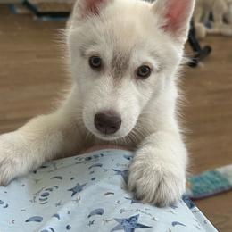 Male - Red and white male Siberian Husky puppy in Prosper, Texas from Sibifox Siberians