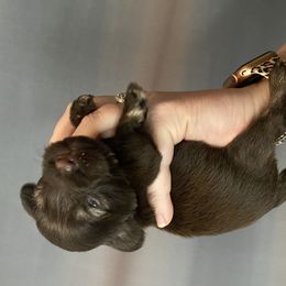 Miniature Schnauzer Puppies from Southern Magnolia Schnauzers