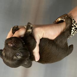 Miniature Schnauzer Puppies from Southern Magnolia Schnauzers