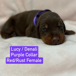 Purple Collar - Red and rust female Doberman Pinscher puppy in Lake City, Florida from Paintedcrazy Doberman Pinchers