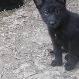 Beige Collar Male - Black male German Shepherd puppy in Cadet, Missouri from Working Valley Shepherds