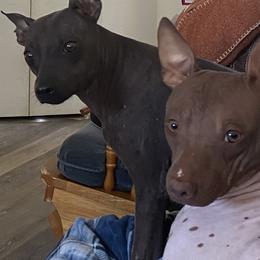 American Hairless Terriers from Copper Lilly Kennel