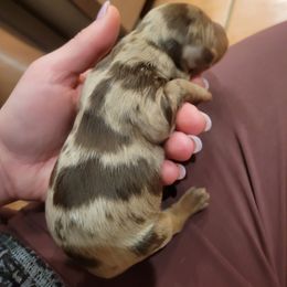 Girl 1 - Dapple Dachshund puppy in Choctaw, Oklahoma from TS Performance Horses & Dachshunds