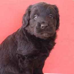 Olive - Black female Labradoodle puppy in Apache Junction, Arizona from Loving Doodle