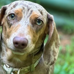 Rosie - Dachshund