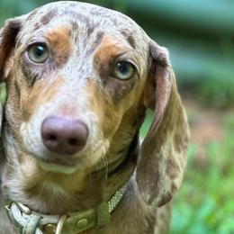 Rosie - Dachshund
