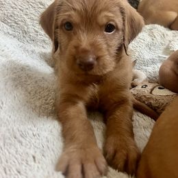 Male puppy 1 - Golden rust male Wirehaired Vizsla puppy in Falmouth, Kentucky from Compass Wirehaired Vizslas