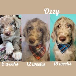 Aussiedoodles, Poodles, and Sheepadoodles from BellCoop Ranch