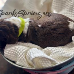 English Springer Spaniel Puppies from Sparks Springer Spaniels