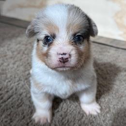 Male Blue merle - White and black male Pembroke Welsh Corgi puppy in Glendale, Arizona from CorgiholicsAz