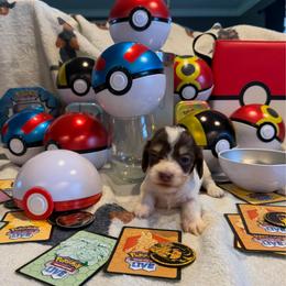 Flareon - Chocolate and cream female Dachshund puppy in Hudson, Michigan from Mittentail Kennel Miniature Dachshunds & Australian Shepherds