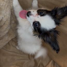 Chloe - White black and tan female Papillon puppy in Howe, Oklahoma from Southern Sweet Papillons