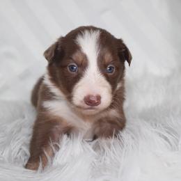 Ursa - White and red female Border Collie puppy in Cedartown, Georgia from Ferguson Border Collies
