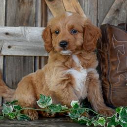 Fonzie - Green Collar - Apricot male Goldendoodle puppy in Macedon, New York from Toodles Goldendoodles