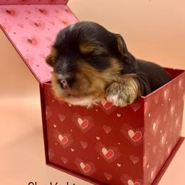 Tenor - Black and tan male Yorkshire Terrier puppy in Galesburg, Illinois from Sunny Sky Yorkies