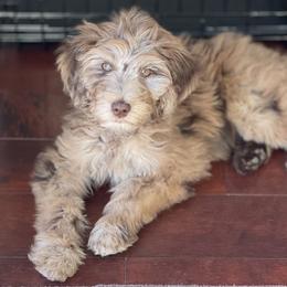 Bernedoodle and Goldendoodle Puppies from Doodling All Day Goldendoodles & Bernedoodles