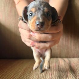 Dapple girl 2- Bobbie - Dapple female Dachshund puppy in Lady Lake, Florida from Shotzie Doxie Co.
