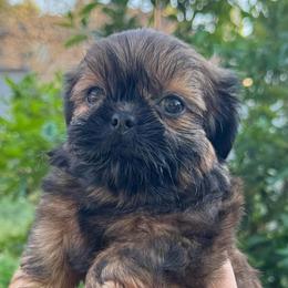 Kai - Sable male Shih Tzu puppy in Chico, California from North State Shih tzus