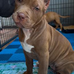 FENDI - Brown female American Bully puppy in Texas from TEXAS BULLY FAMILY