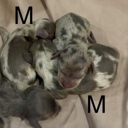 Romeo - Dapple male Dachshund puppy in Vero Beach, Florida from Joseph’s Dachshunds