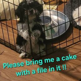 Samuel - Black and white male Shih Tzu puppy in Newport, Arkansas from Gina's Lil Zues and Yorkies Kennel