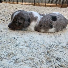 Girl 2 - Dapple female Dachshund puppy in Farmerville, Louisiana from Hancock House of Basset Hounds & Mini Dachshunds