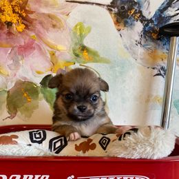 Gismo - Chocolate and white male Chihuahua puppy in Red Bluff, California from Aye Chihuahua