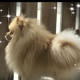 Prince Charming - Pomeranian