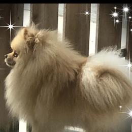 Prince Charming - Pomeranian