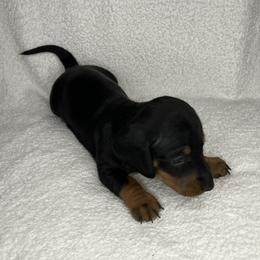 Earl - Black and tan male Dachshund puppy in Mocksville, North Carolina from The Dachs of Hazzard Dachshunds